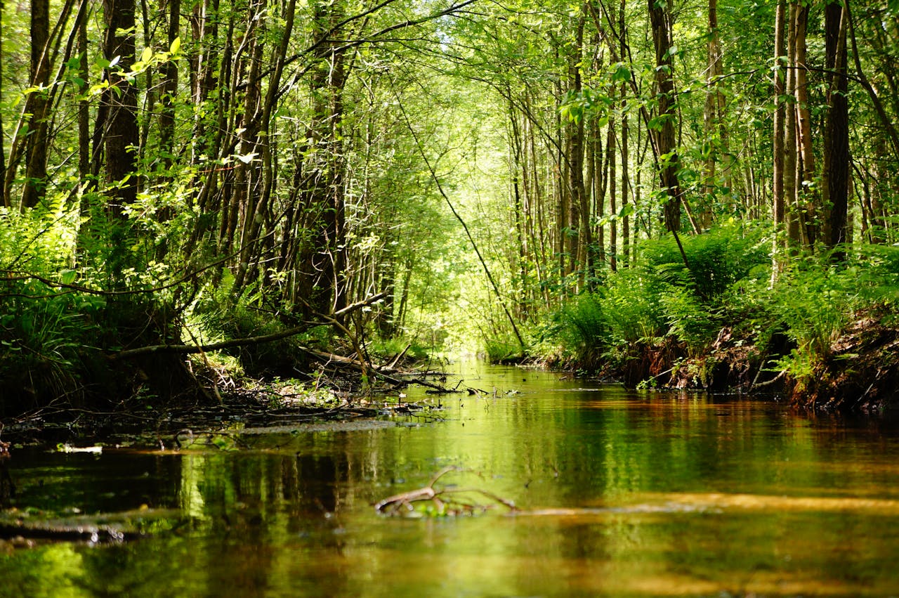 pexels photo 15688017.jpeg